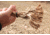 Conquest Scents Rope Scrape Kit