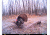 Cuddeback C2 Long Range Video Camera 20 MP Brown