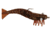 D.O.A. Shrimp Lures