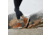 Danner Mountain 600 Evo 4in GTX Hiking Shoes - Womens