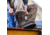 Danner Steel Yard 8in Steel Toe Work Boot - Mens, Brown, 11.5 US, Medium, 12534-11.5D