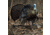 Dave Smith Decoys Mating Hen Decoy