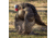 Dave Smith Decoys Mating Hen Decoy