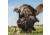 Dave Smith Decoys Mating Motion Pair Decoy