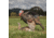 Dave Smith Decoys Mating Motion Pair Decoy
