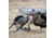 Dave Smith Decoys Mating Motion Pair Decoy