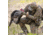 Dave Smith Decoys Mating Motion Pair Decoy