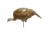 Dave Smith Decoys Feeding Hen, Black 87103