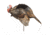 Dave Smith Decoys Mating Motion Jake, Black 87108