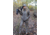 DSG Outerwear Ava 3.0 Jacket - Womens, Mossy Oak Bottomland, 2XS, 512348