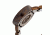 Earth Ew2502 Root Watch ETHEW2502