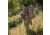 Eberlestock X1 Euro II Backpack, Mirage, X1EHR