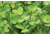 Evolved Habitats Prograze - 4Lb, Black, EVL-EVO70400
