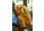 Exped Skyline 20 Backpack
