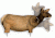 Extreme Dimension Wildlife Calls Phantom HD Decoy - Cow Elk ED-PD-505