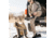 First Lite Primer Puffy Pants - Mens