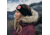 Fjallraven Nuuk Parka - Womens, Port, Extra Large, F86369-357-XL