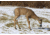 Flambeau Grazing Doe Decoy, Brown, 5967GD