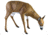 Flambeau Grazing Doe Decoy, Brown, 5967GD