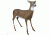 Flambeau Master Series Decoy, Boss Babe Deer 5965MD