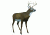 Flambeau Master Series Decoy, Boss Buck Deer 5965MS
