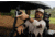 Garmin Approach Z30 Golf Laser Range Finder, Black, 010-02950-00