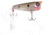 Googan Squad Blooper Hard Bait, 2 3/4in, 3/8 oz, Native Shad, 10-01-GGS-10008E