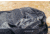 Gregory Alpaca 40L Duffel Bag, Obsidian Black, One Size, 147897-0413