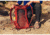 Gregory Arrio 24 L Pack, Brick Red, One Size Plus, 139267-1129