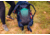 Gregory Amber Backpack