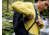 Gregory Arrio 28L Daypack