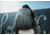 Gregory Terros 20L Backpack