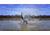 Higdon Outdoors 50534 XS Pulsator Pintail Black/Gray Rechargeable 12V Li-ion Pinta