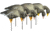 Higdon Outdoors APEX Full-Size Full-Body Feeder Pack Decoy, Specklebelly, 6 Pack, 72546
