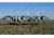 Higdon Outdoors APEX Full-Size Full-Body Variety Pack Decoy, 8 Pack, Blue, 72438