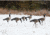 Higdon Outdoors APEX Full-Size Full-Body Variety Pack Decoy, Canada, 6 Pack, 72237
