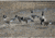 Higdon Outdoors APEX Full-Size Full-Body Variety Pack Decoy, Canada, 6 Pack, 72237
