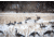 Higdon Outdoors APEX Full-Size Full-Body Variety Pack Decoy, Canada, 6 Pack, 72237