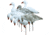 Higdon Outdoors APEX Full-Size Full-Body Variety Pack Decoy, Snow/Juvenile, 72338