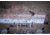 Higdon Outdoors Battleship Oversized Mallards Pack, Flocked Heads, 6 Pack, 16034