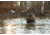 Higdon Outdoors Battleship Oversized Mallards Pack, Flocked Heads, 6 Pack, 16034