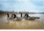Higdon Outdoors Goose Floater Decoy, Canada Foam Filled, Fullsize, 77143