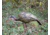 Higdon Outdoors Hard Body Feeder Hen Turkey Decoy, 63122