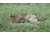 Higdon Outdoors Hard Body Laydown Hen Turkey Decoy, 63133