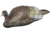 Higdon Outdoors Hard Body Laydown Hen Turkey Decoy, 63133