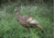 Higdon Outdoors Hard Body Upright Hen Turkey Decoy, 63111