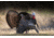 Higdon Outdoors Hard Body Upright Hen Turkey Decoy, 63111