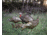 Higdon Outdoors Hard Body Upright Hen Turkey Decoy, 63111