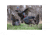 Higdon Outdoors TruStrutter XS Motion Turkey, 12V Li-ion, 63175