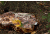 Hunt Comfort Scout Cushion Hunting Seat, Realtree Extra Camo, 15x10.5x2.5in HCSC50G